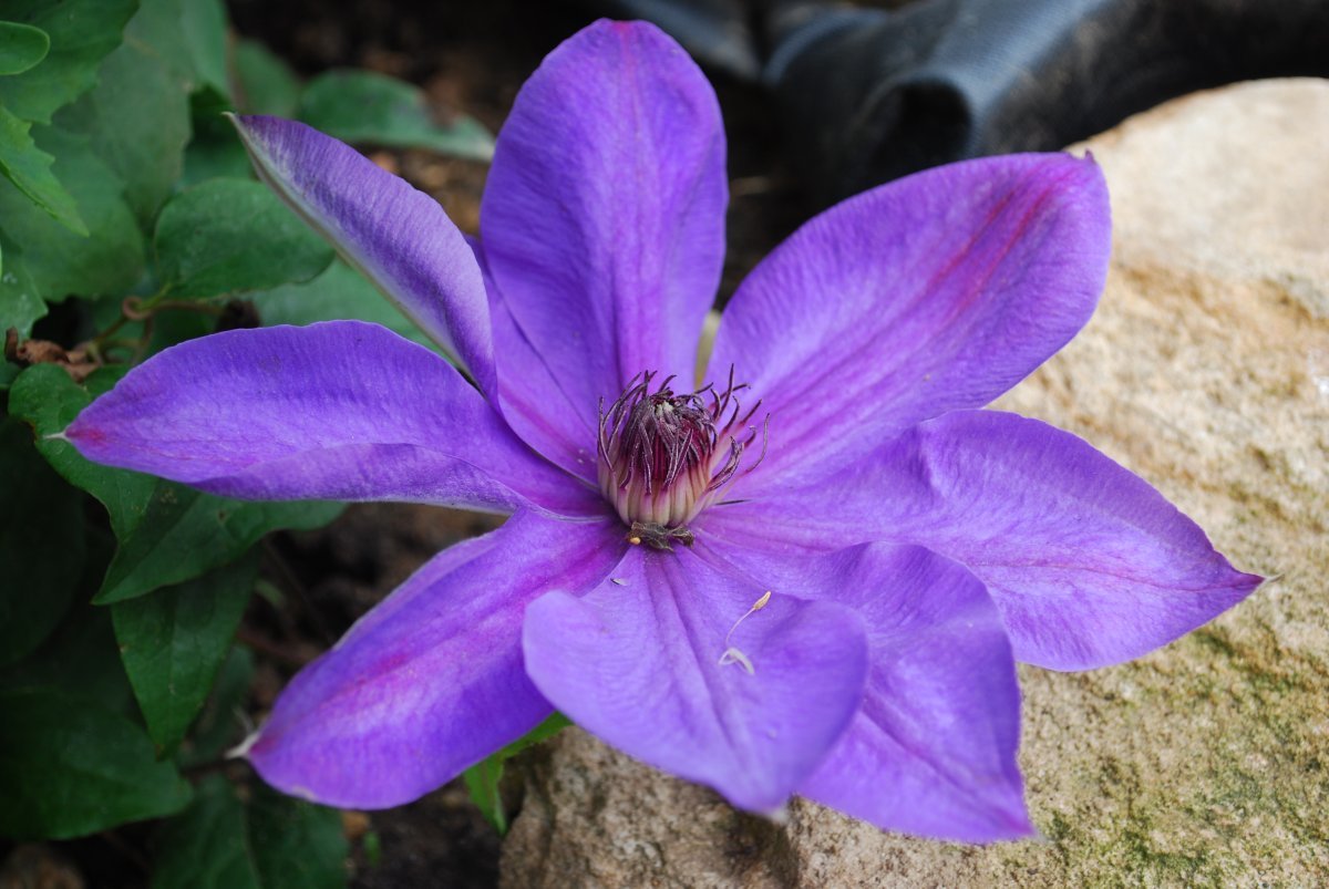 Клематис Жакмана крупноцветковый - фото 4