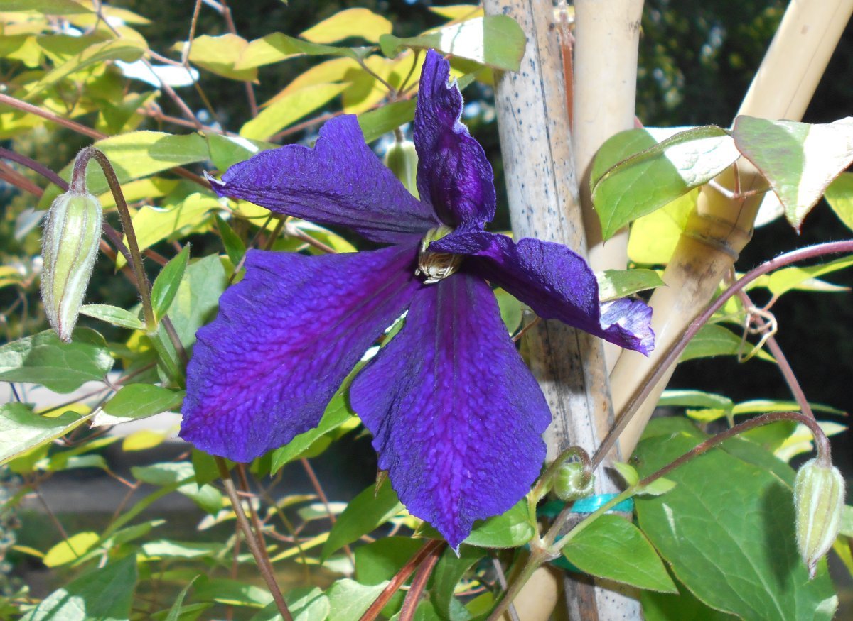 Клематис Жакмана крупноцветковый - фото 9