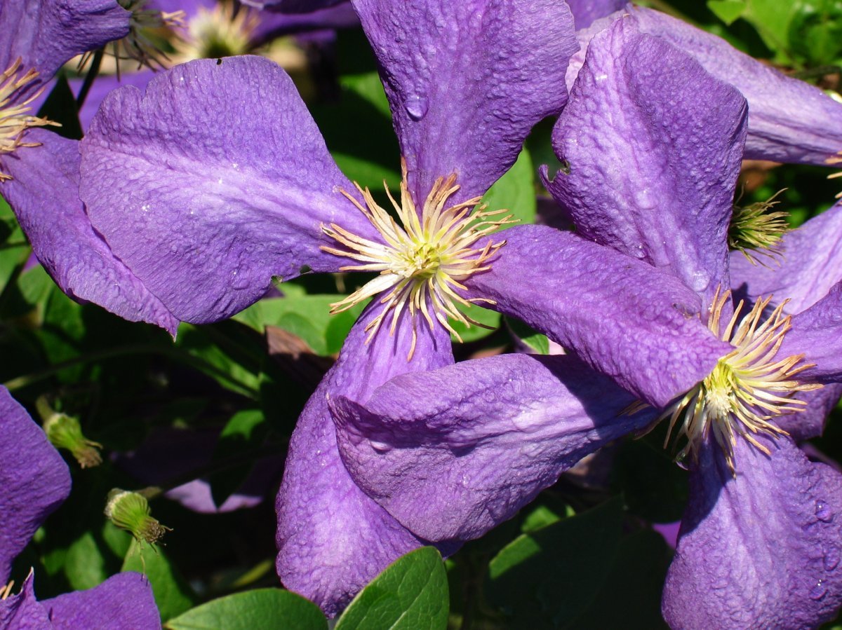 Клематис Жакмана крупноцветковый