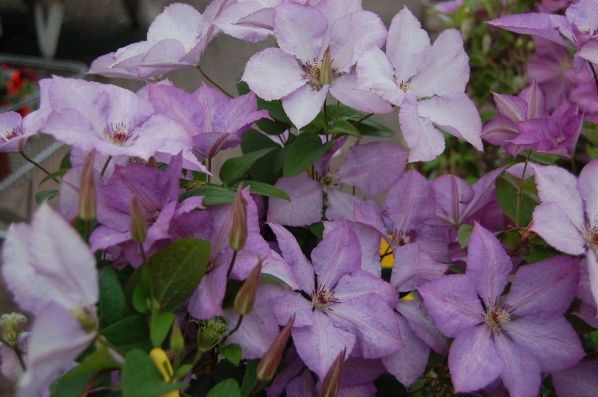 Клематис Маргарет Хант крупноцветковый - фото 2