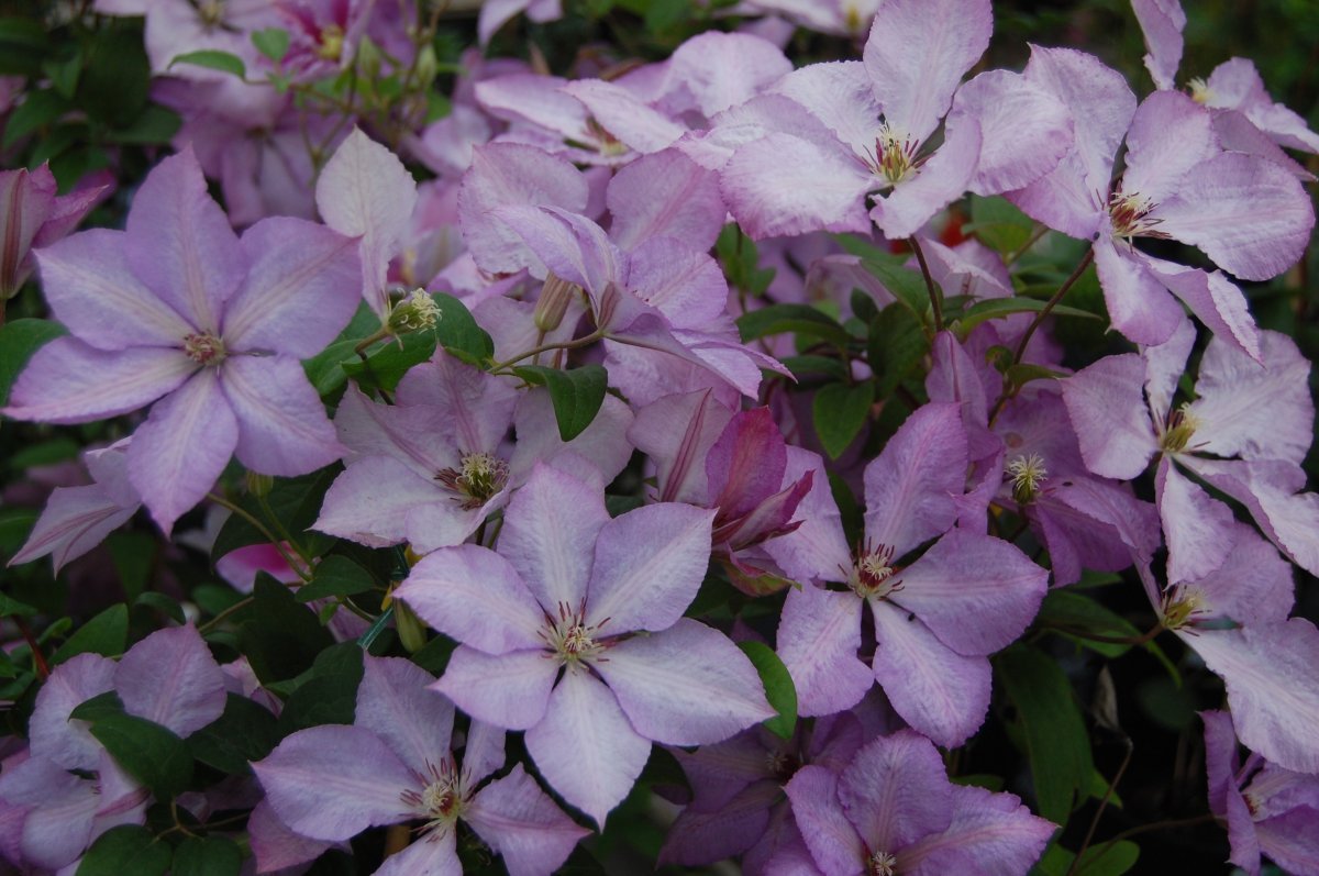 Клематис Маргарет Хант крупноцветковый - фото 3