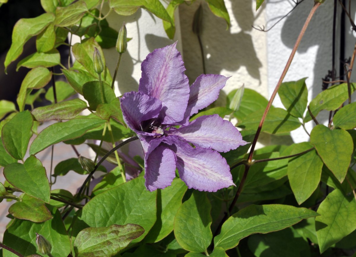 Клематис Маргарет Хант крупноцветковый