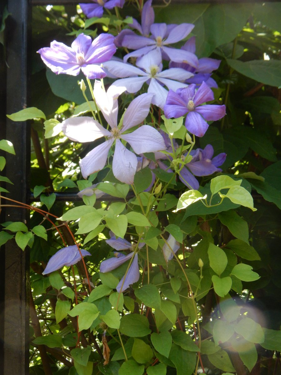 Клематис Миссис Чолмондели крупноцветковый - фото 7