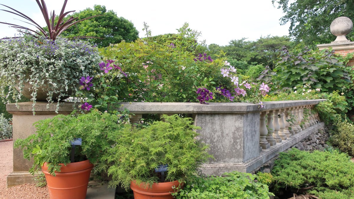 Клематис Миссис Чолмондели крупноцветковый - фото 2