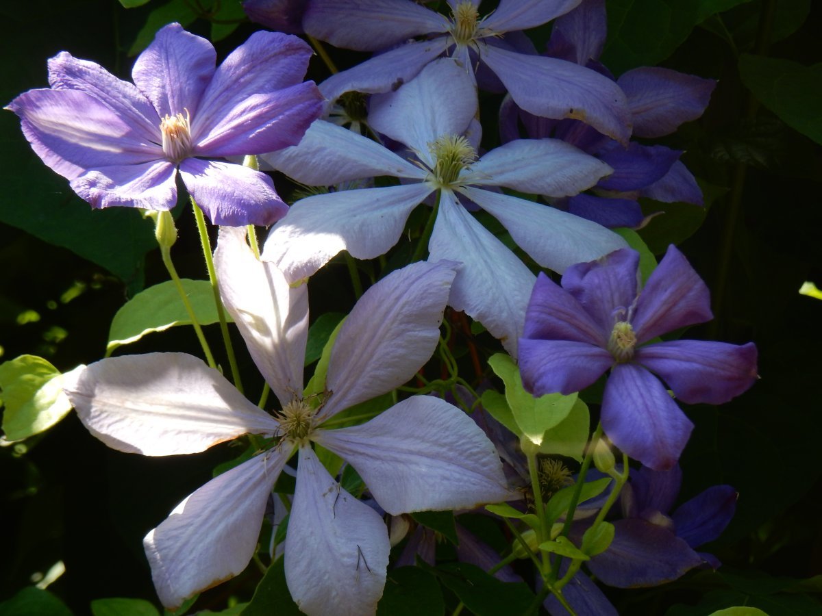 Клематис Миссис Чолмондели крупноцветковый - фото 6