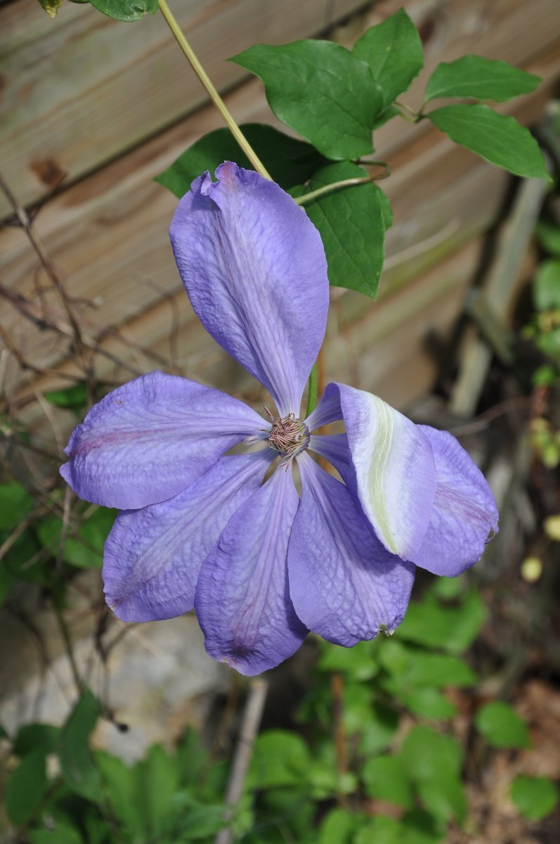 Клематис Миссис Чолмондели крупноцветковый - фото 9