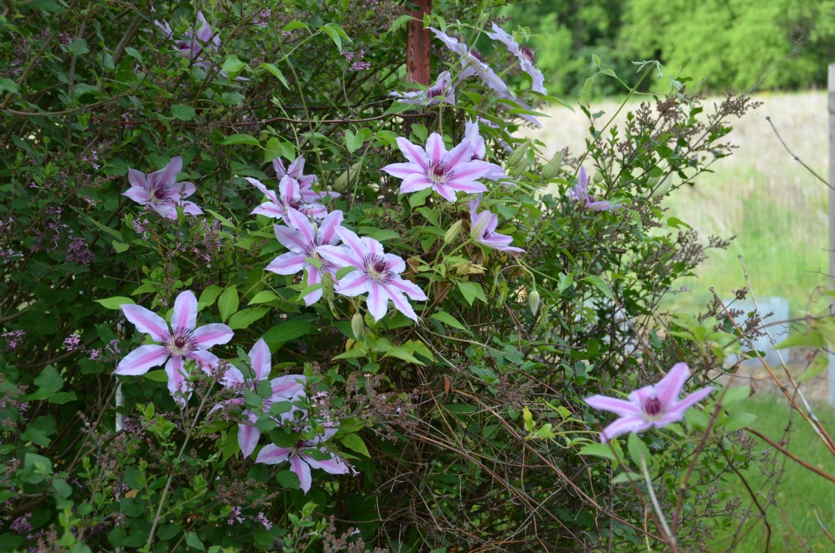 Клематис Нелли Мозер крупноцветковый - фото 8