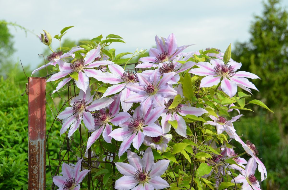 Клематис Нелли Мозер крупноцветковый - фото 3