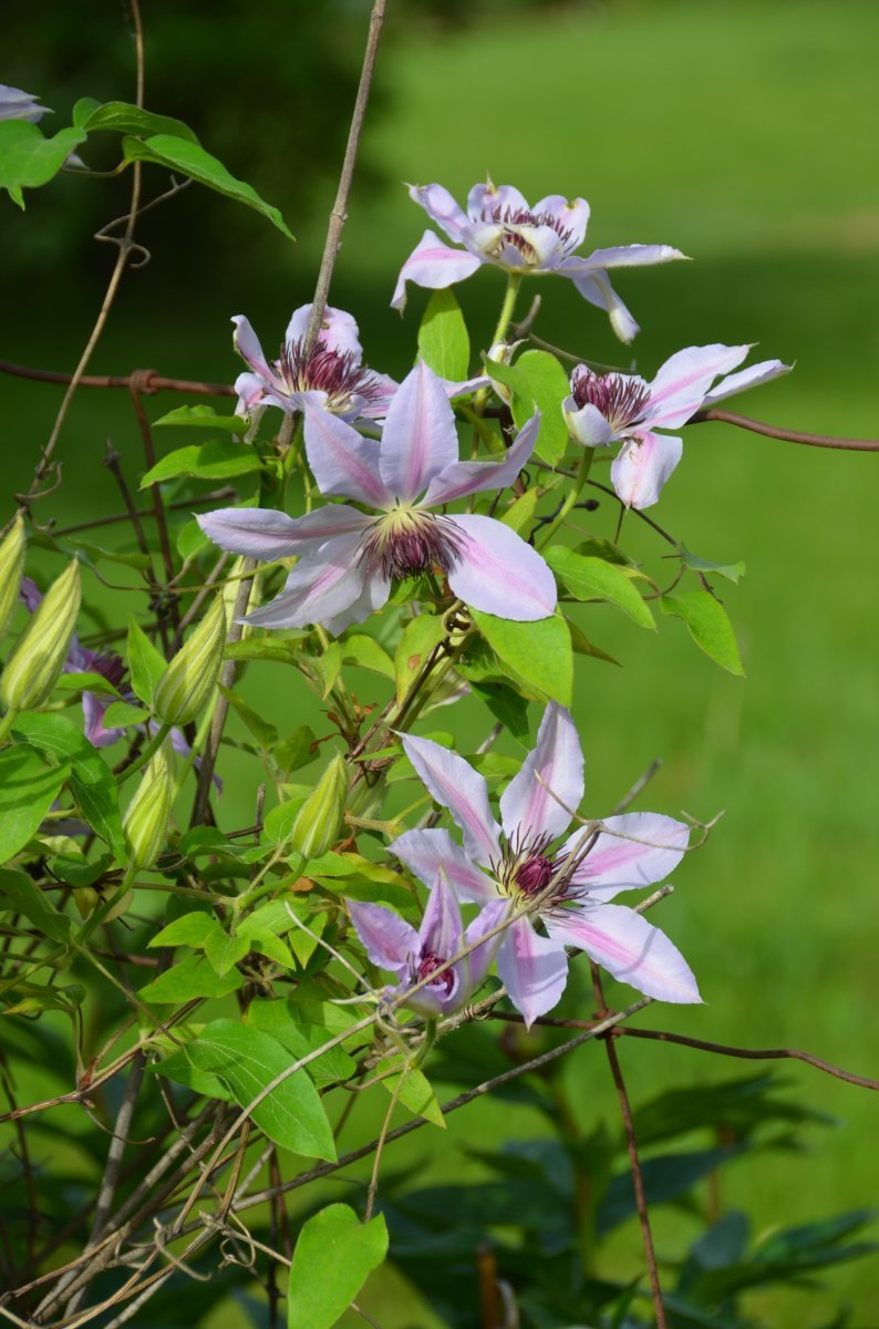 Клематис Нелли Мозер крупноцветковый - фото 10