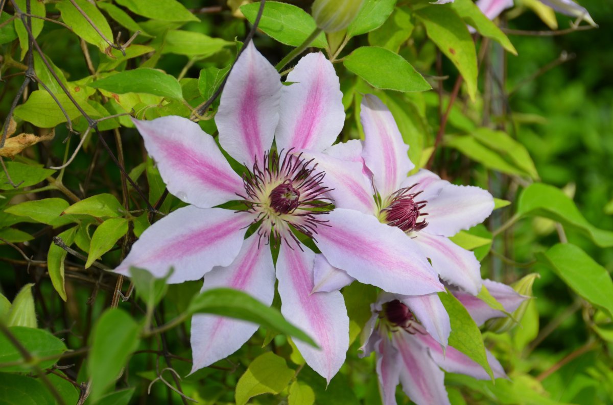 Клематис Нелли Мозер крупноцветковый - фото 4