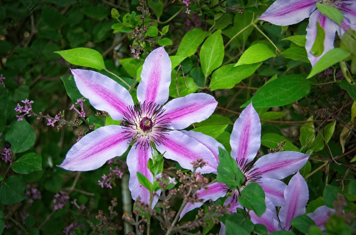 Клематис Нелли Мозер крупноцветковый - фото 5