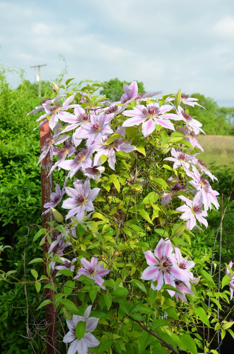 Клематис Нелли Мозер крупноцветковый - фото 7