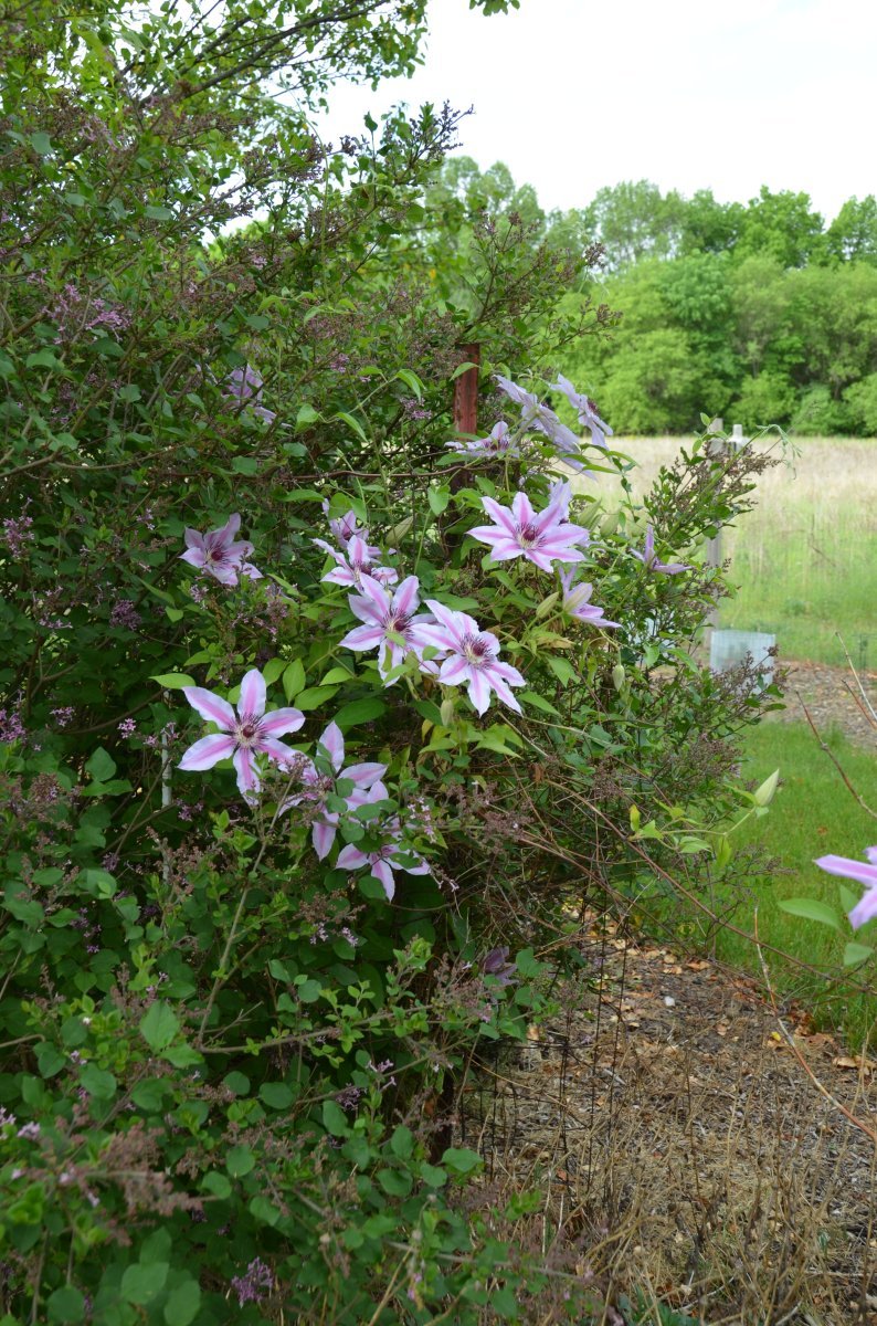 Клематис Нелли Мозер крупноцветковый - фото 9