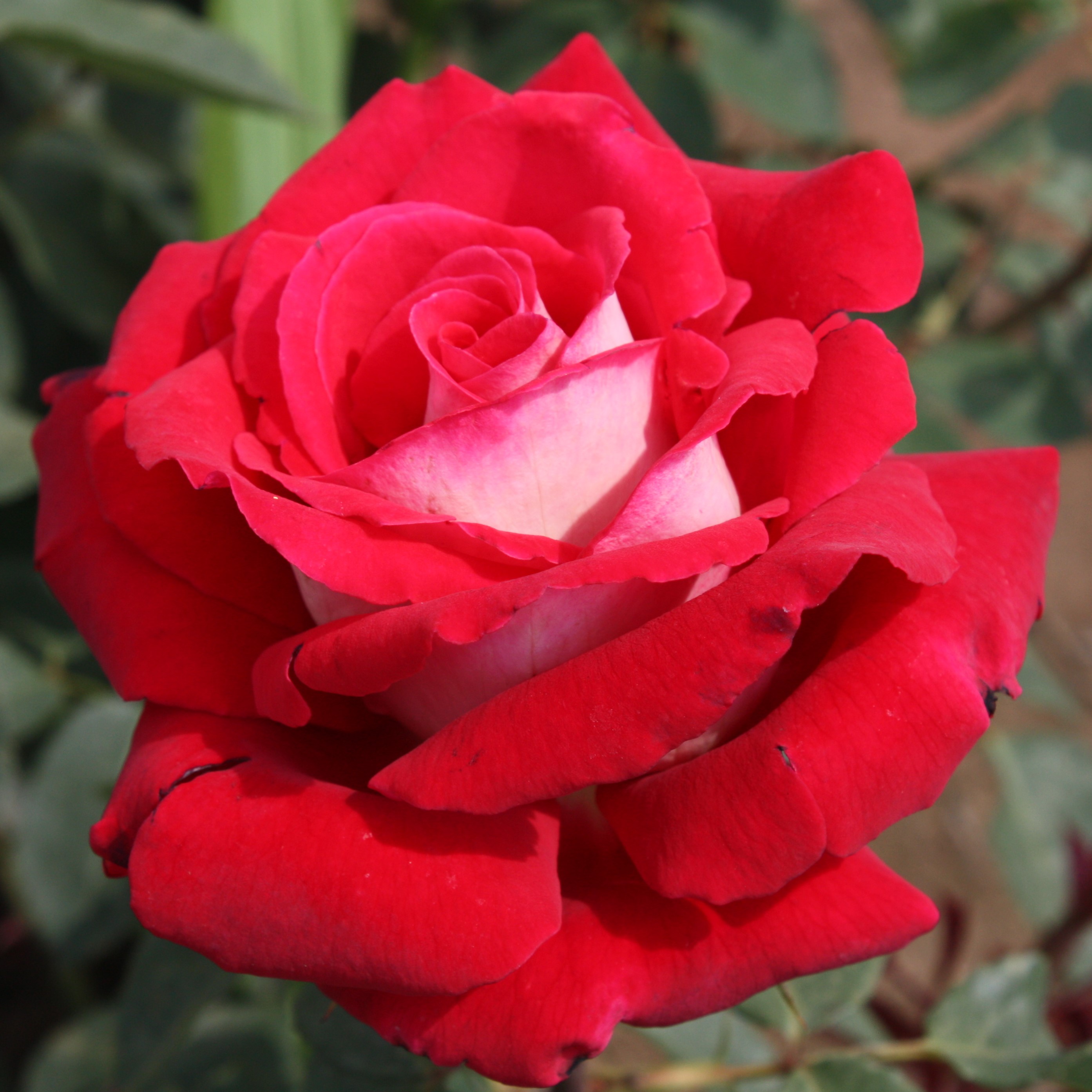 Роза чайно-гибридная Осирия