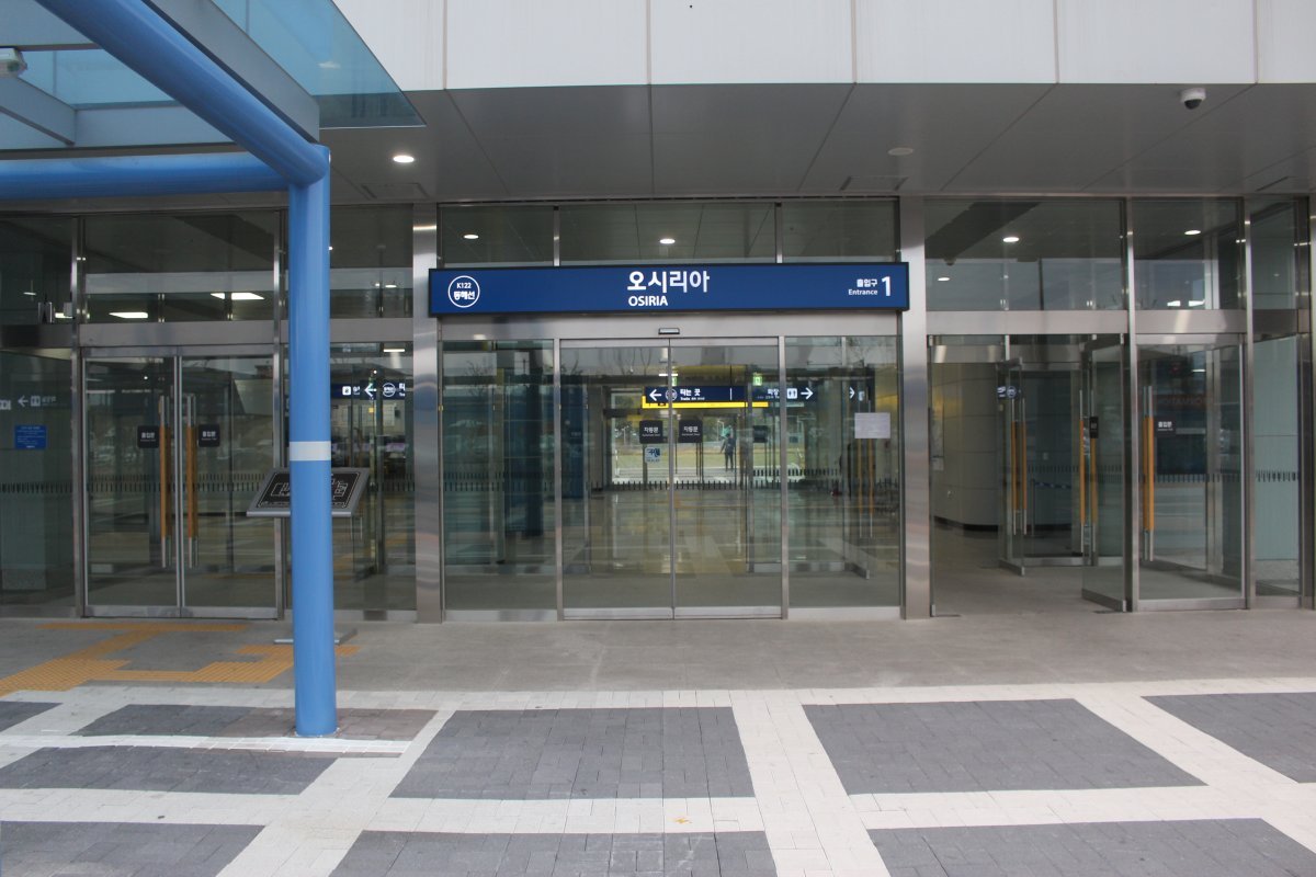 Роза чайно-гибридная Осирия - фото 9