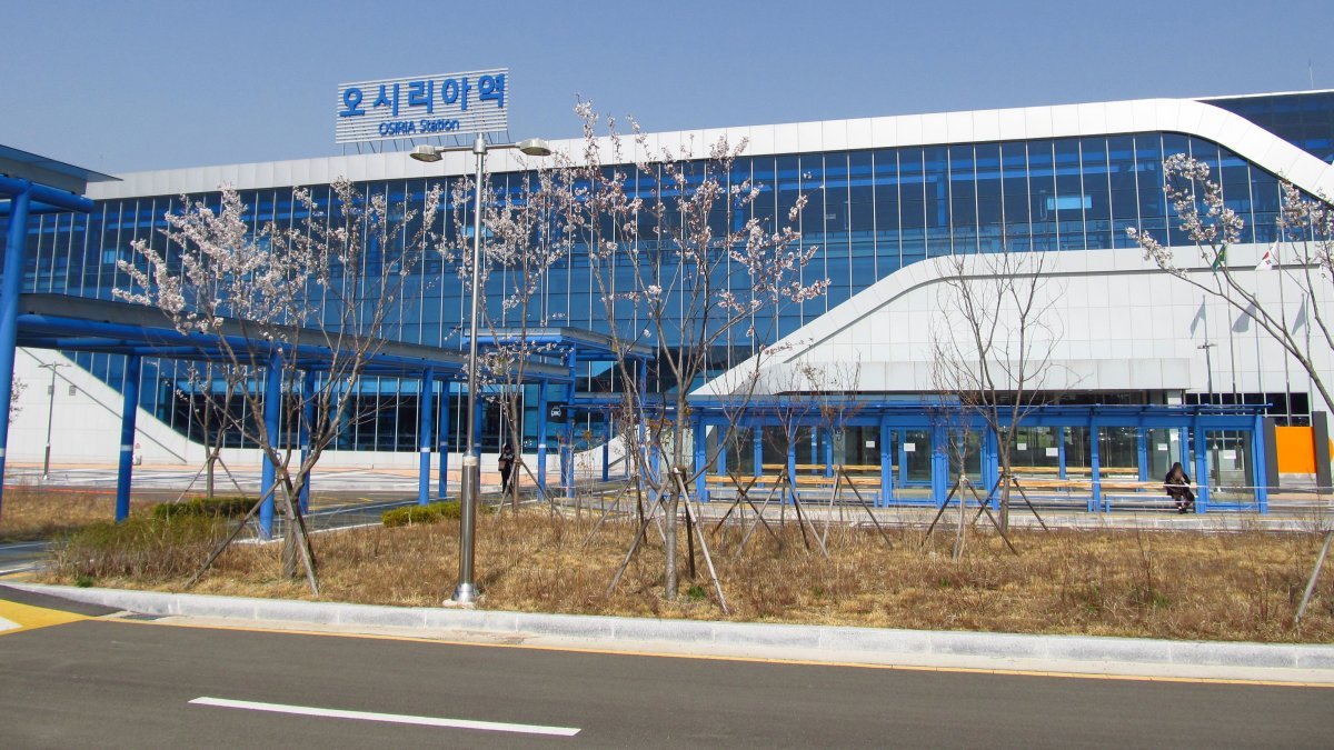 Роза чайно-гибридная Осирия - фото 5