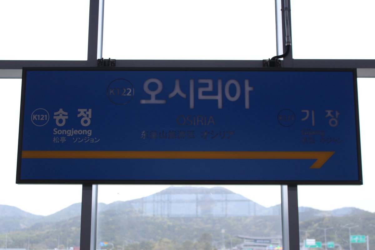 Роза чайно-гибридная Осирия - фото 10