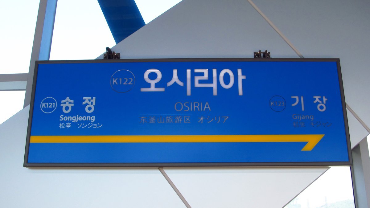 Роза чайно-гибридная Осирия - фото 7