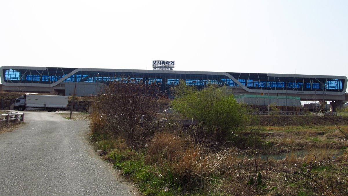 Роза чайно-гибридная Осирия - фото 4