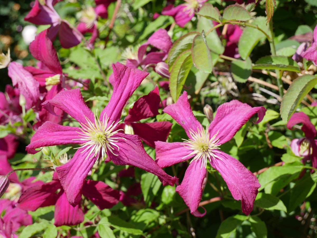 Клематис Ниобе крупноцветковый - фото 9