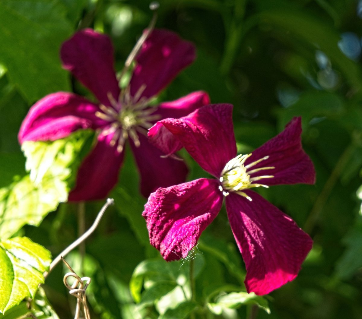 Клематис Ниобе крупноцветковый - фото 2