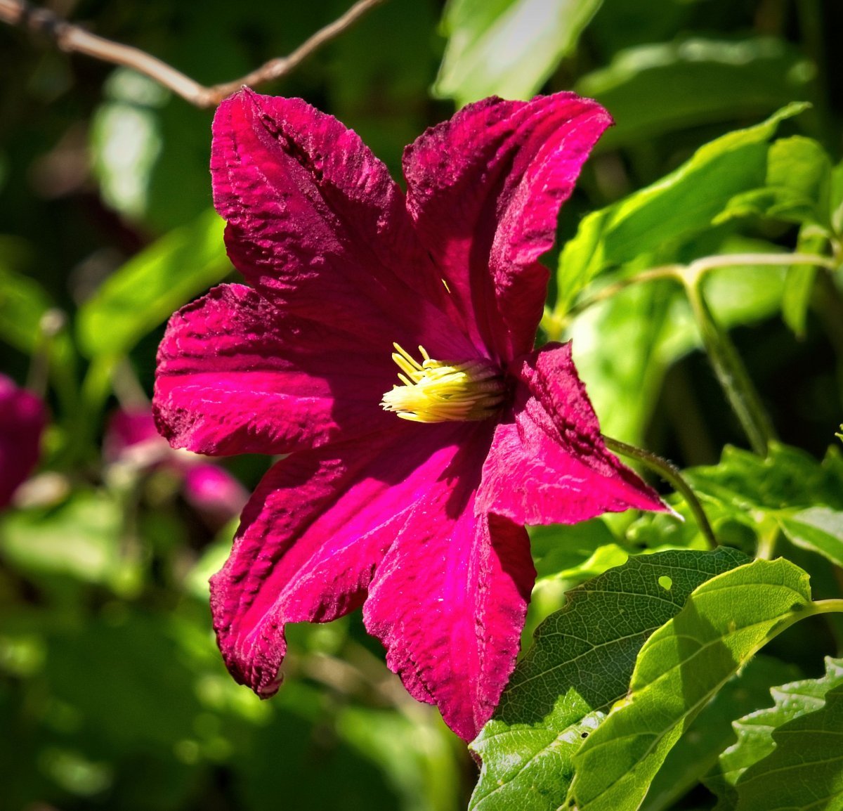 Клематис Ниобе крупноцветковый - фото 8