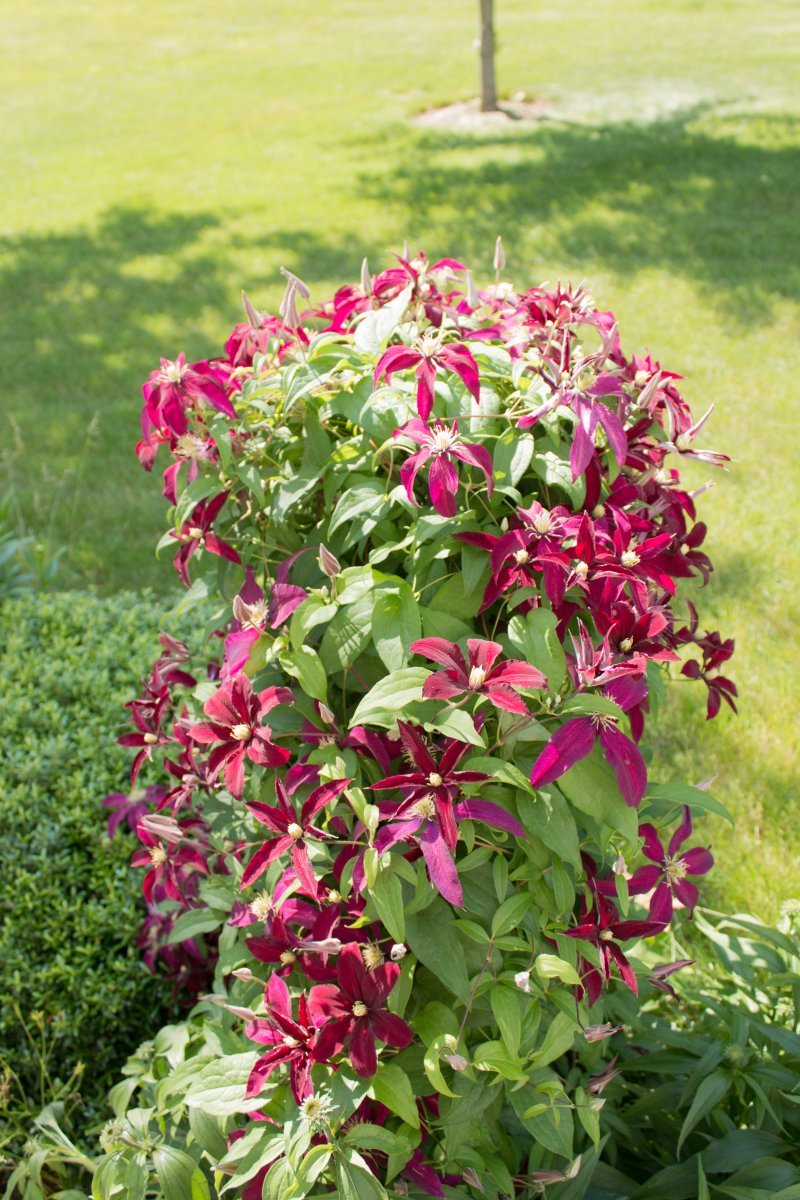 Клематис Ниобе крупноцветковый - фото 10