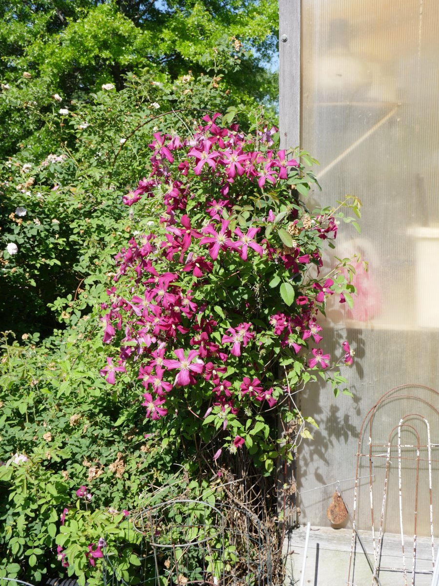 Клематис Ниобе крупноцветковый - фото 3