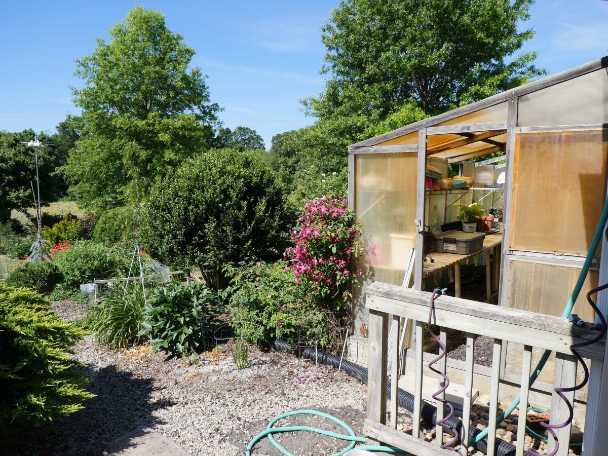 Клематис Ниобе крупноцветковый - фото 4