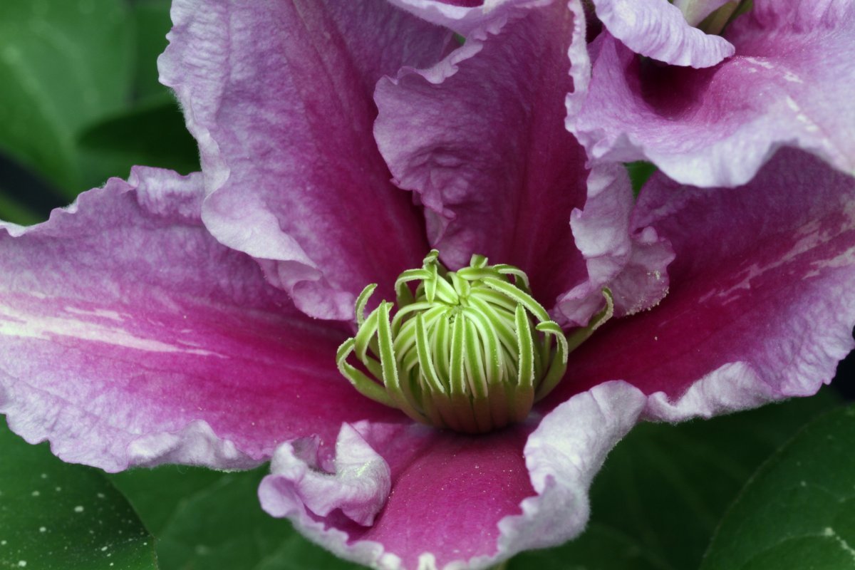 Клематис Пиилу махровый