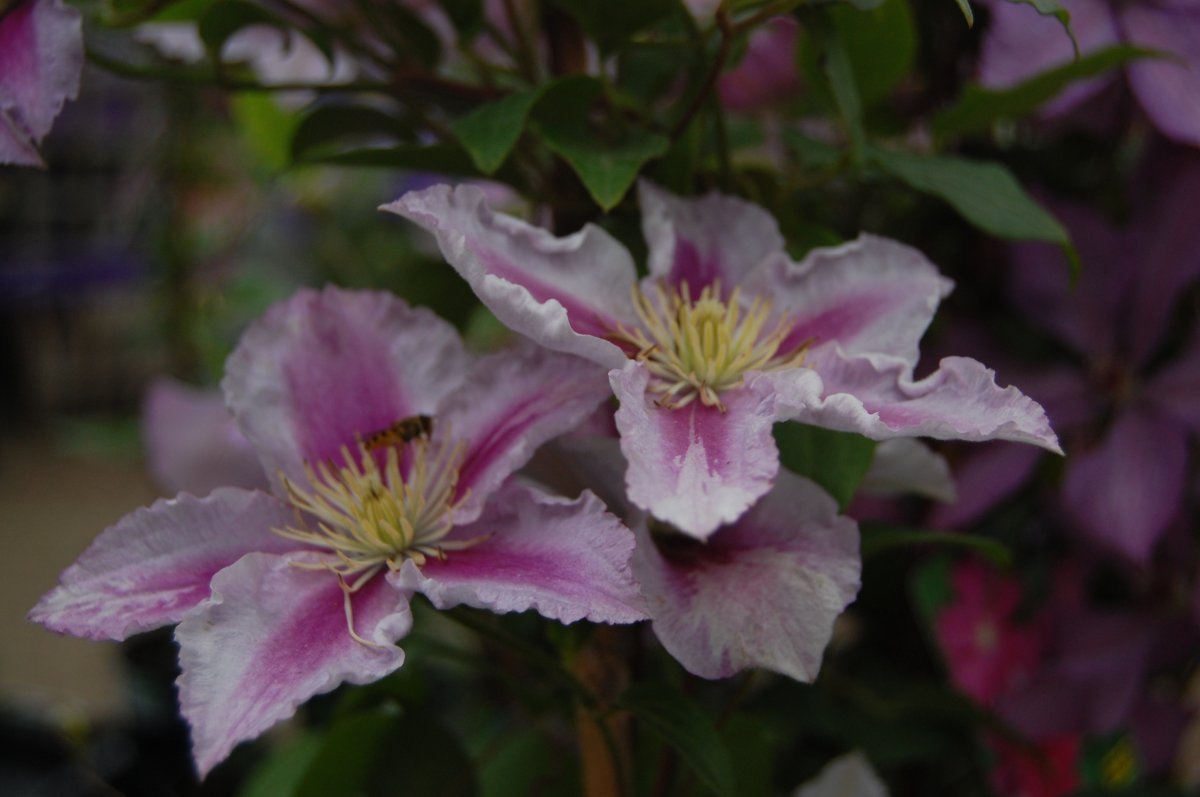 Клематис Пиилу махровый - фото 5