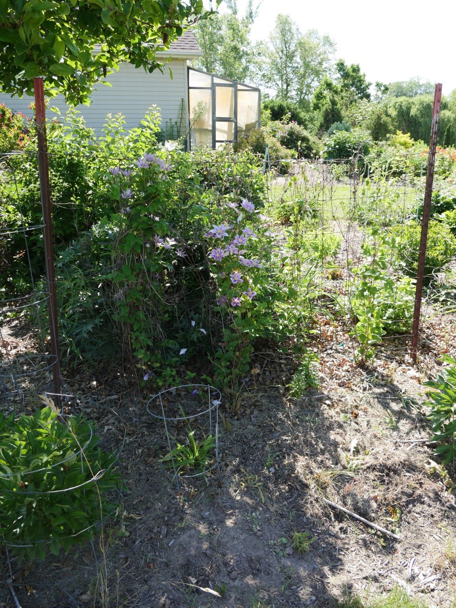 Клематис Пиилу махровый - фото 8