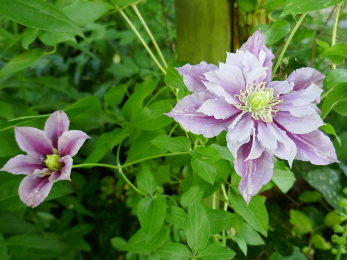 Клематис Пиилу махровый - фото 4