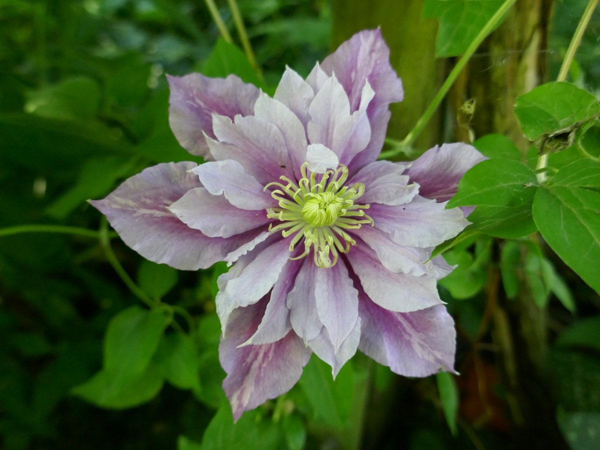 Клематис Пиилу махровый - фото 3