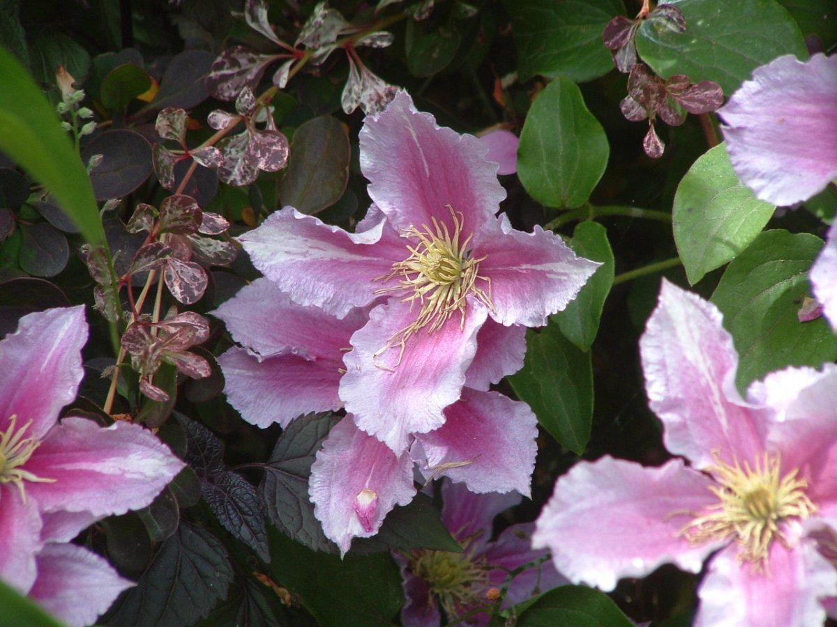 Клематис Пиилу махровый - фото 2