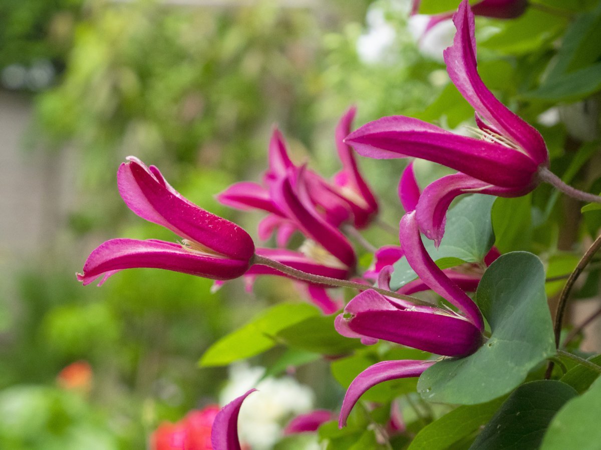 Клематис Принцесса Диана - фото 4