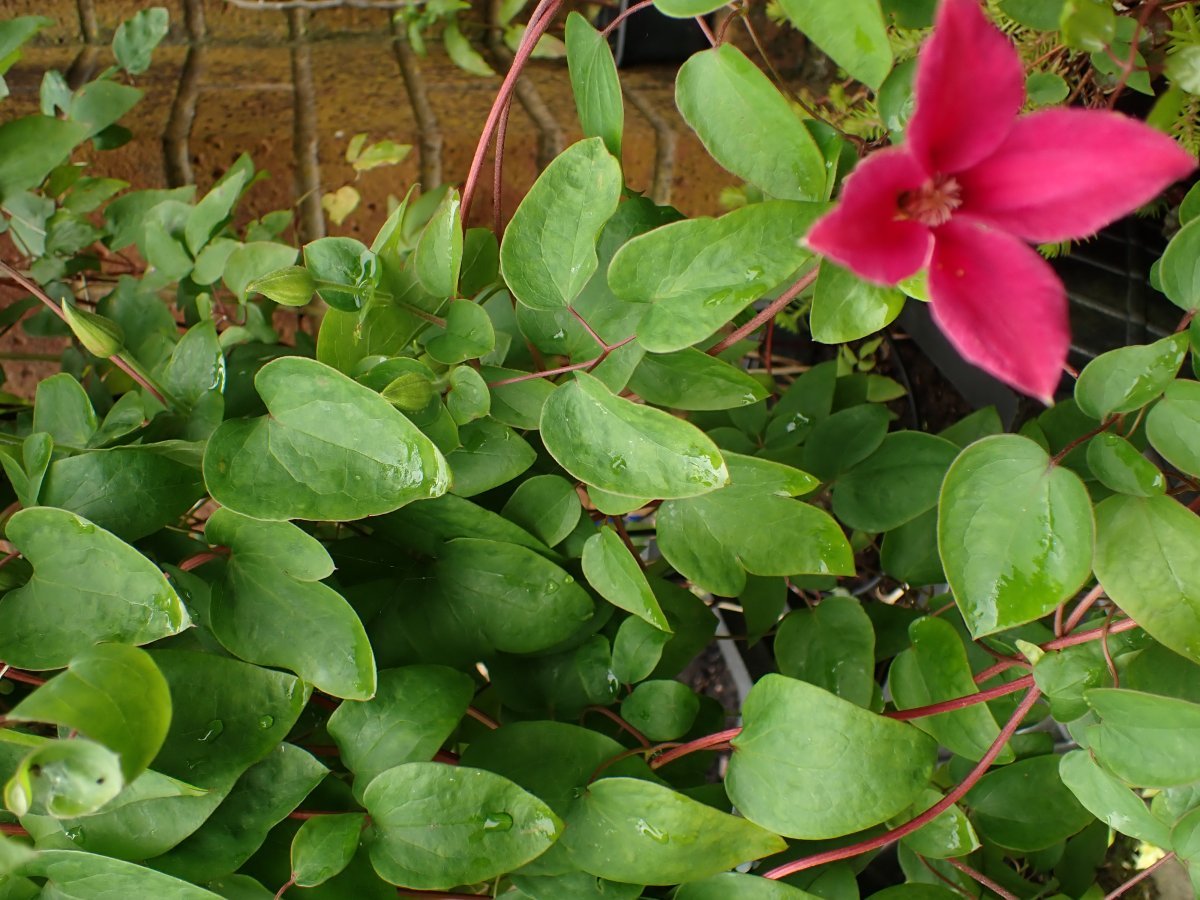 Клематис Принцесса Диана - фото 7