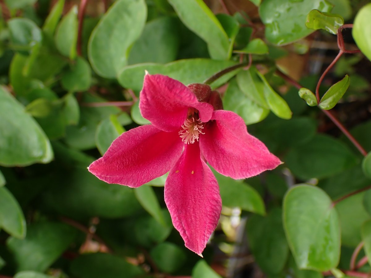 Клематис Принцесса Диана - фото 8