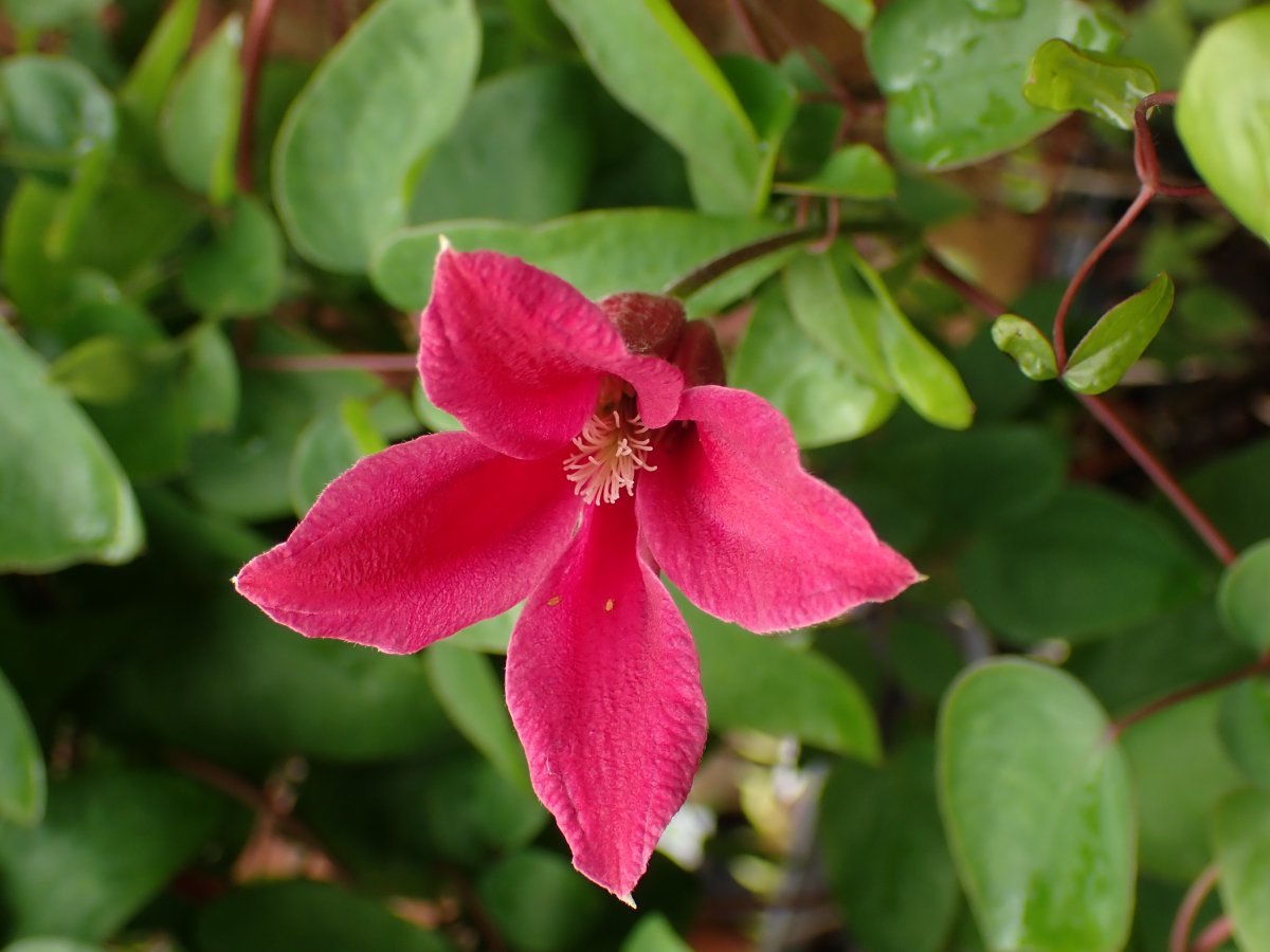 Клематис Принцесса Диана - фото 9