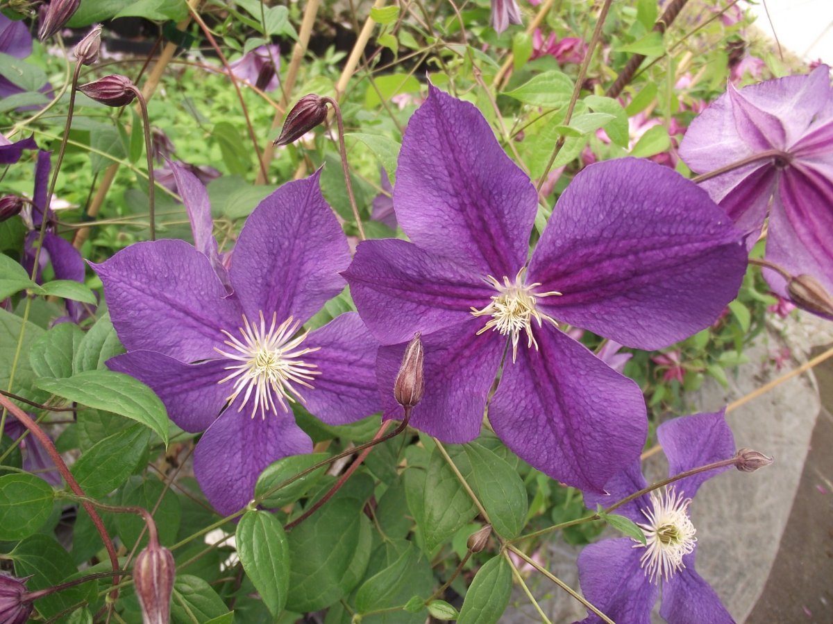 Клематис Стар оф Индия крупноцветковый - фото 2