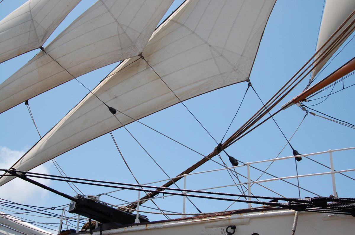 Клематис Стар оф Индия крупноцветковый - фото 3