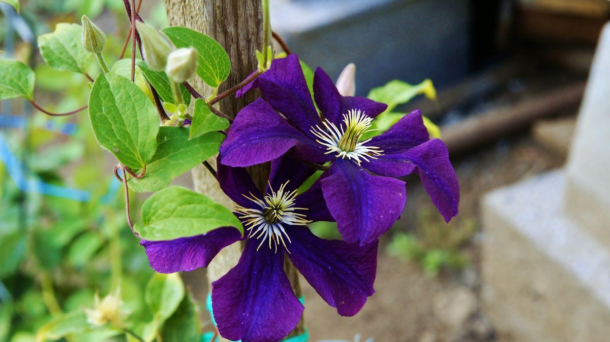 Клематис Президент крупноцветковый