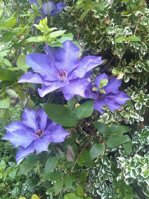 Клематис Президент крупноцветковый - фото 5