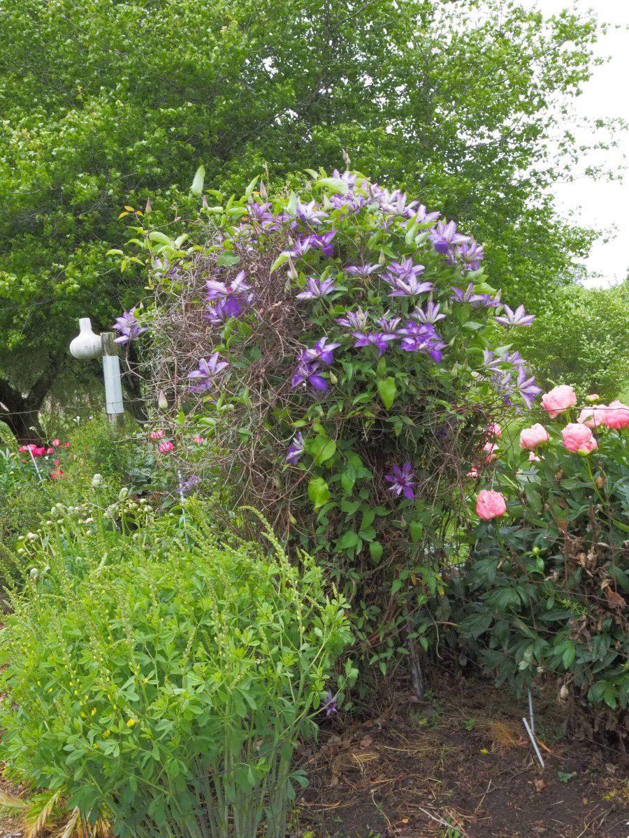 Клематис Президент крупноцветковый - фото 6