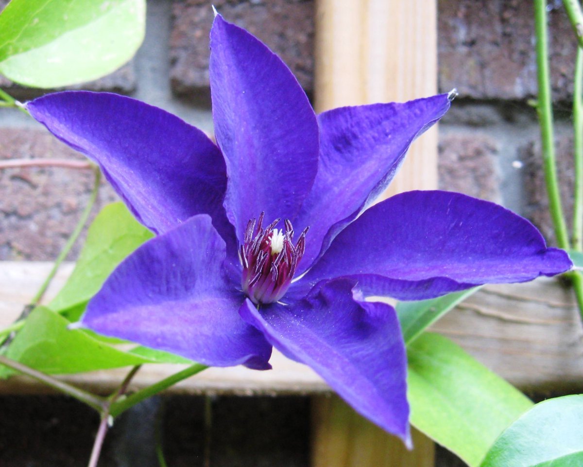 Клематис Президент крупноцветковый - фото 3