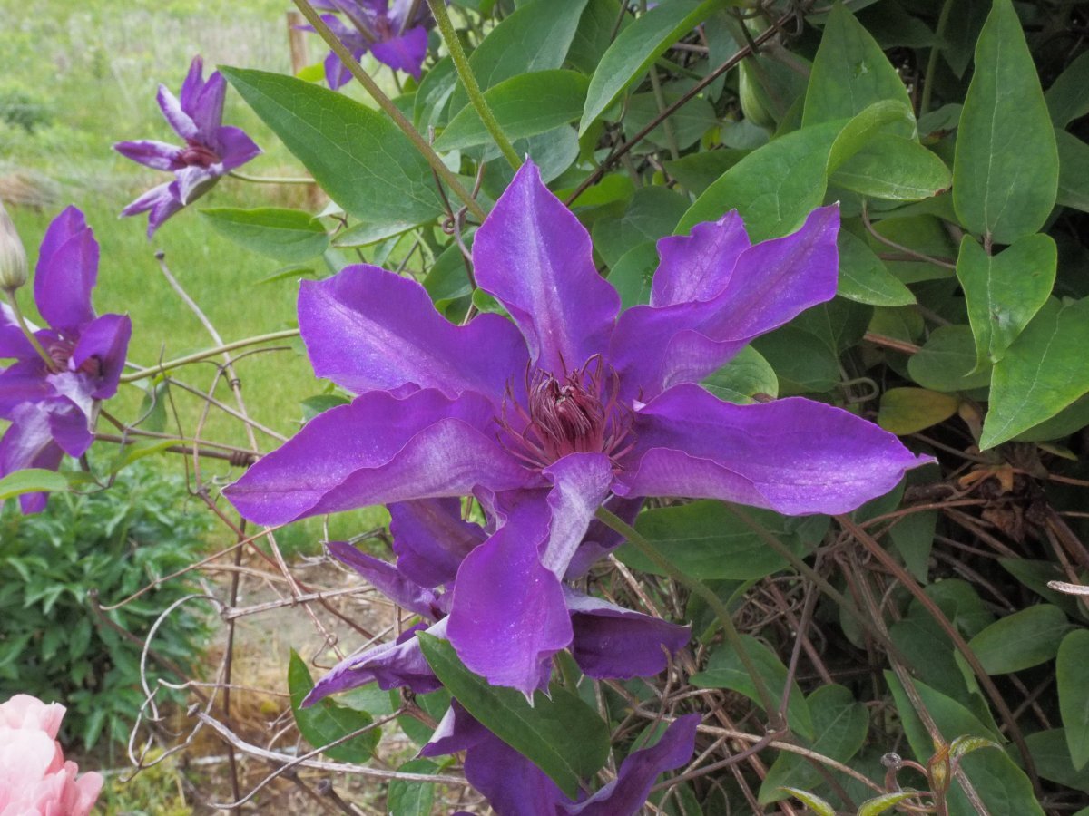 Клематис Президент крупноцветковый - фото 7