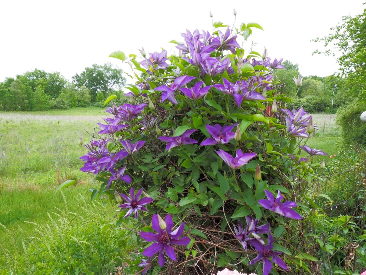 Клематис Президент крупноцветковый - фото 9