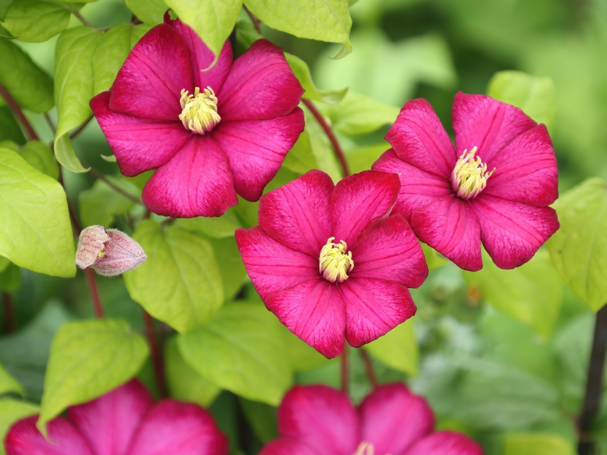 Клематис Виль де Лион крупноцветковый - фото 3