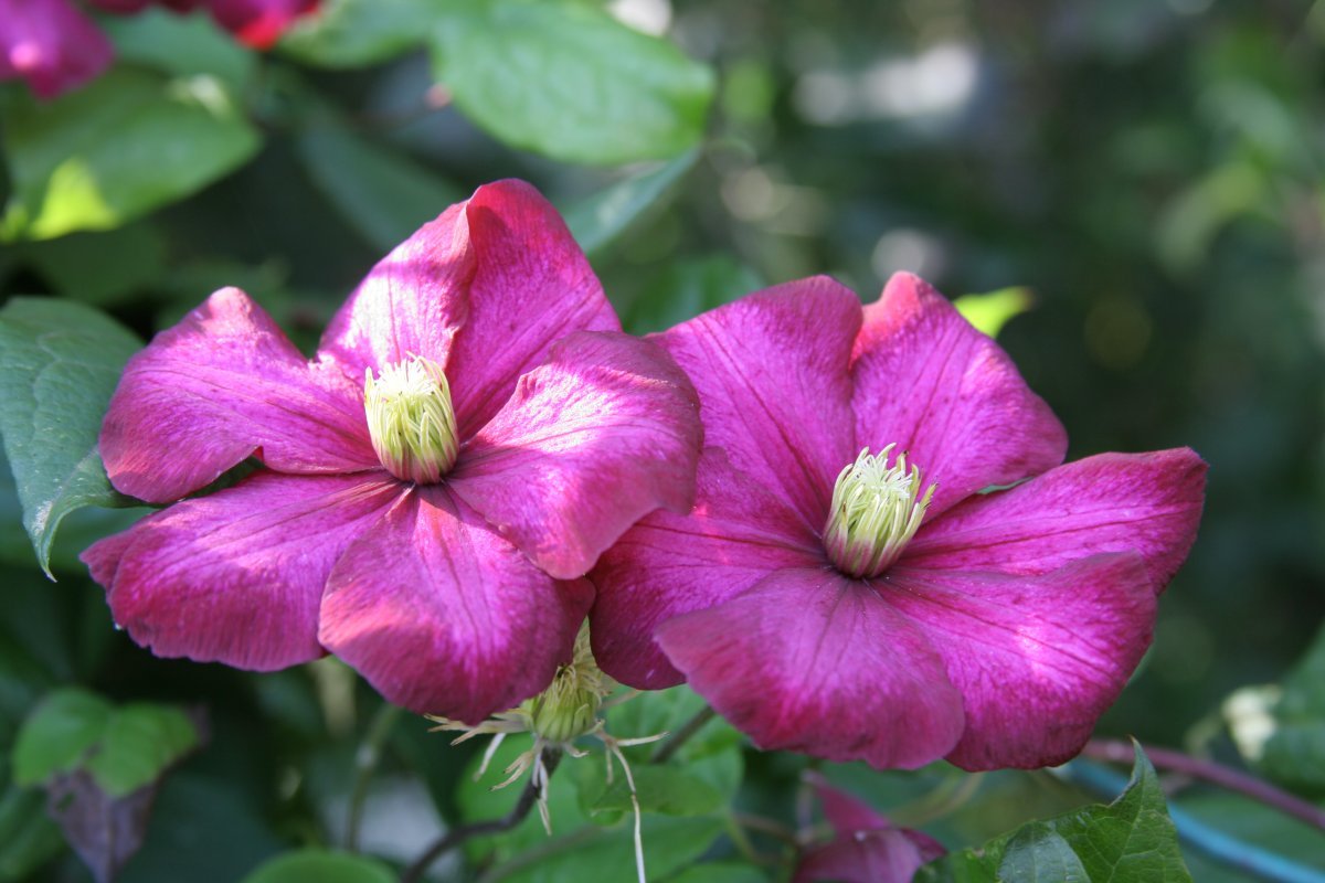 Клематис Виль де Лион крупноцветковый