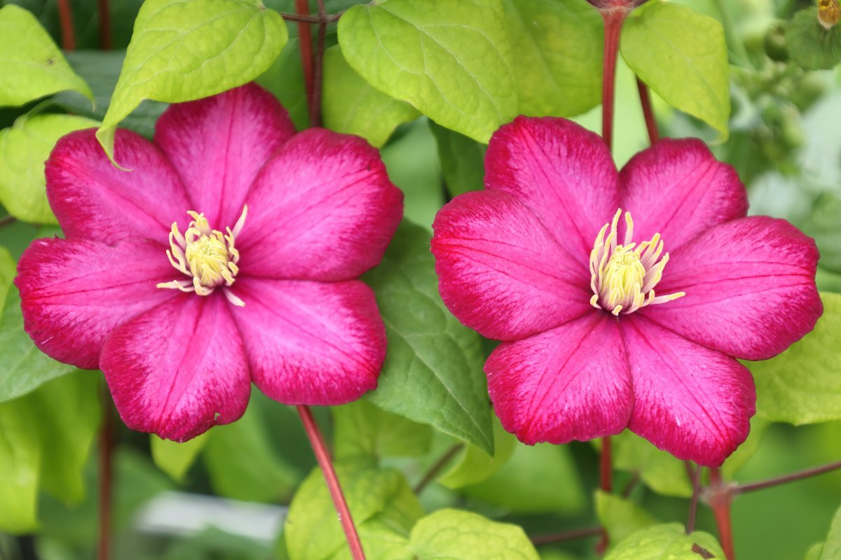 Клематис Виль де Лион крупноцветковый - фото 5